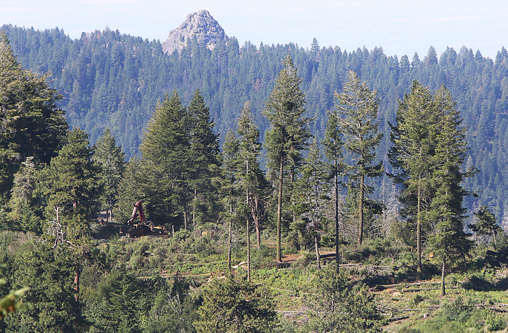 Bogus Basin tree removal